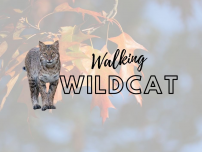 Walking Wildcat - Spring 2022 image