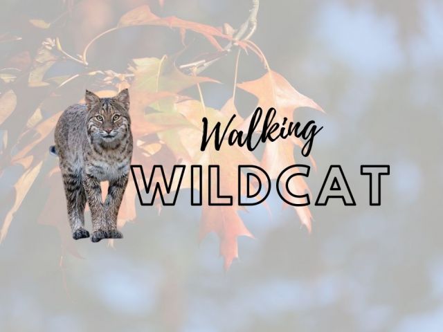 Walking Wildcat image