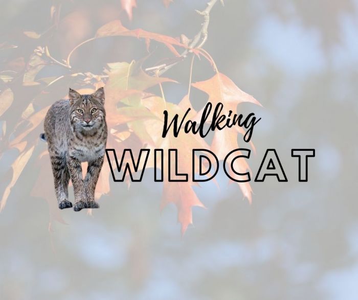 Walking Wildcat image